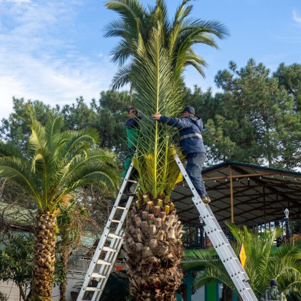 Mantenimiento Palmas